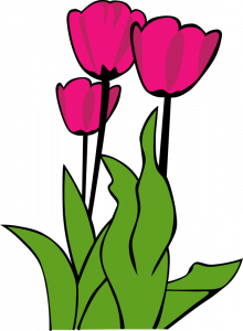 tulips